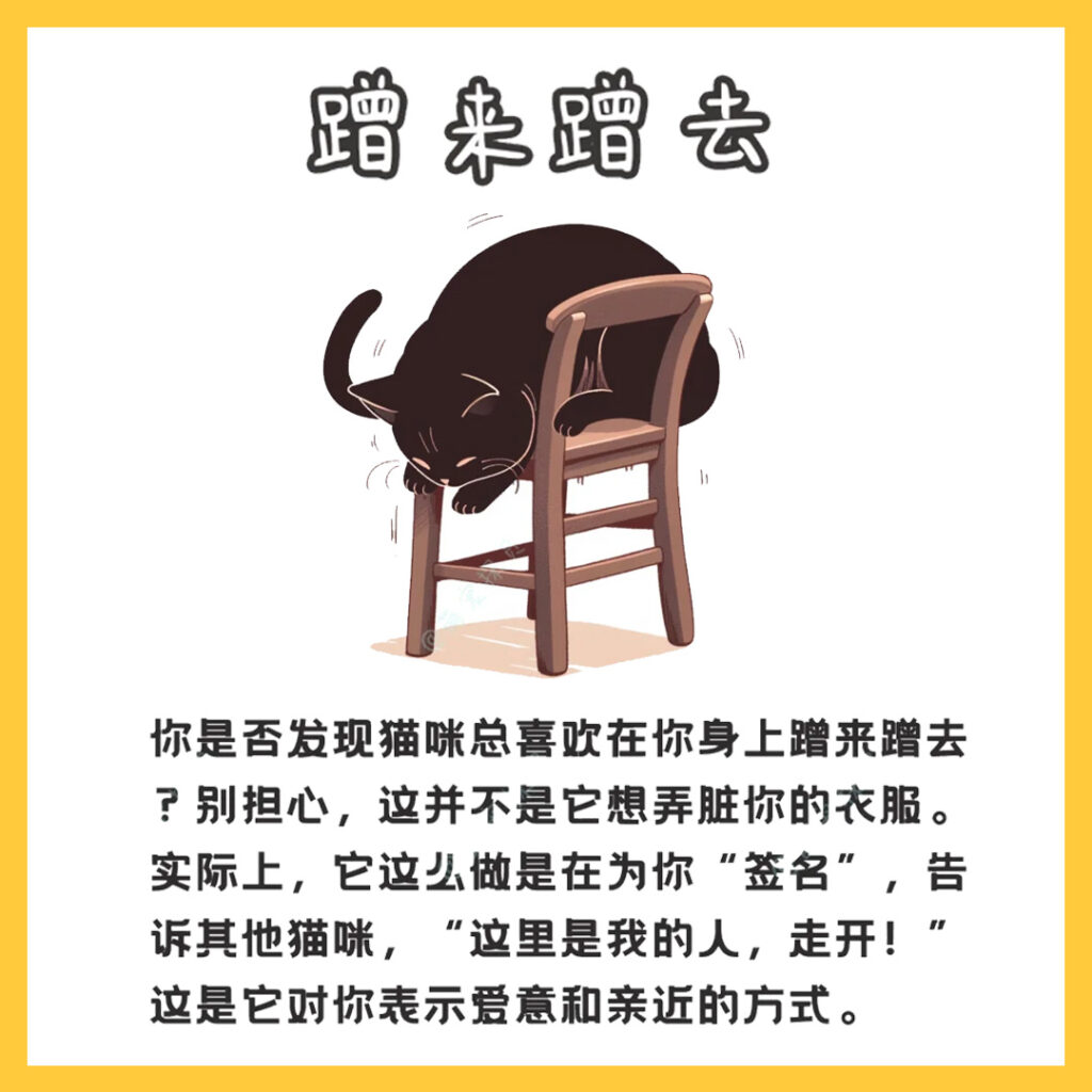 猫咪认主人的迹象