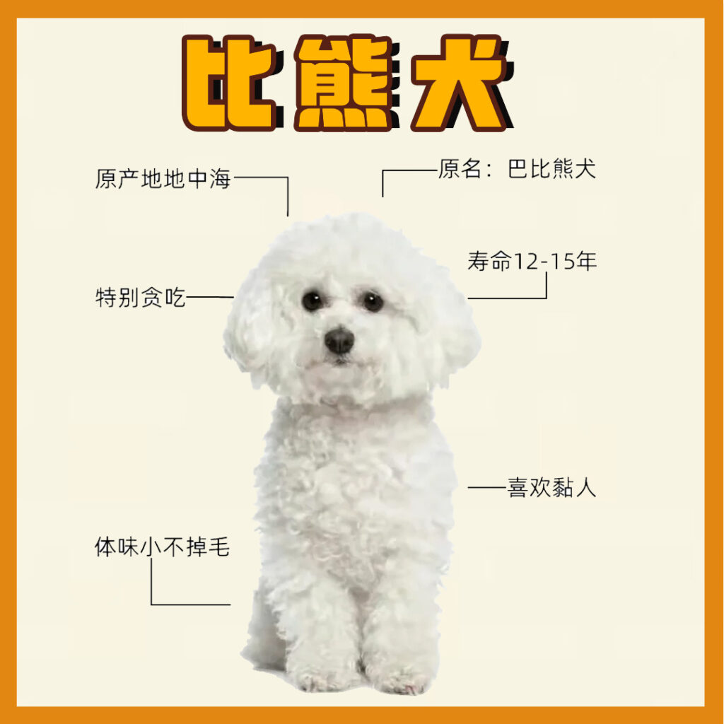每天认识一只狗-比熊犬