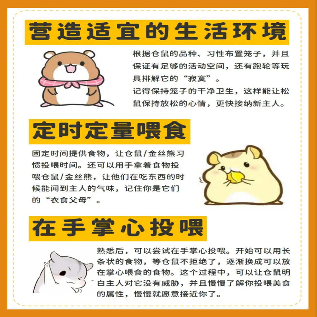 新手养鼠技巧 | 如何让金丝熊更加亲近你？