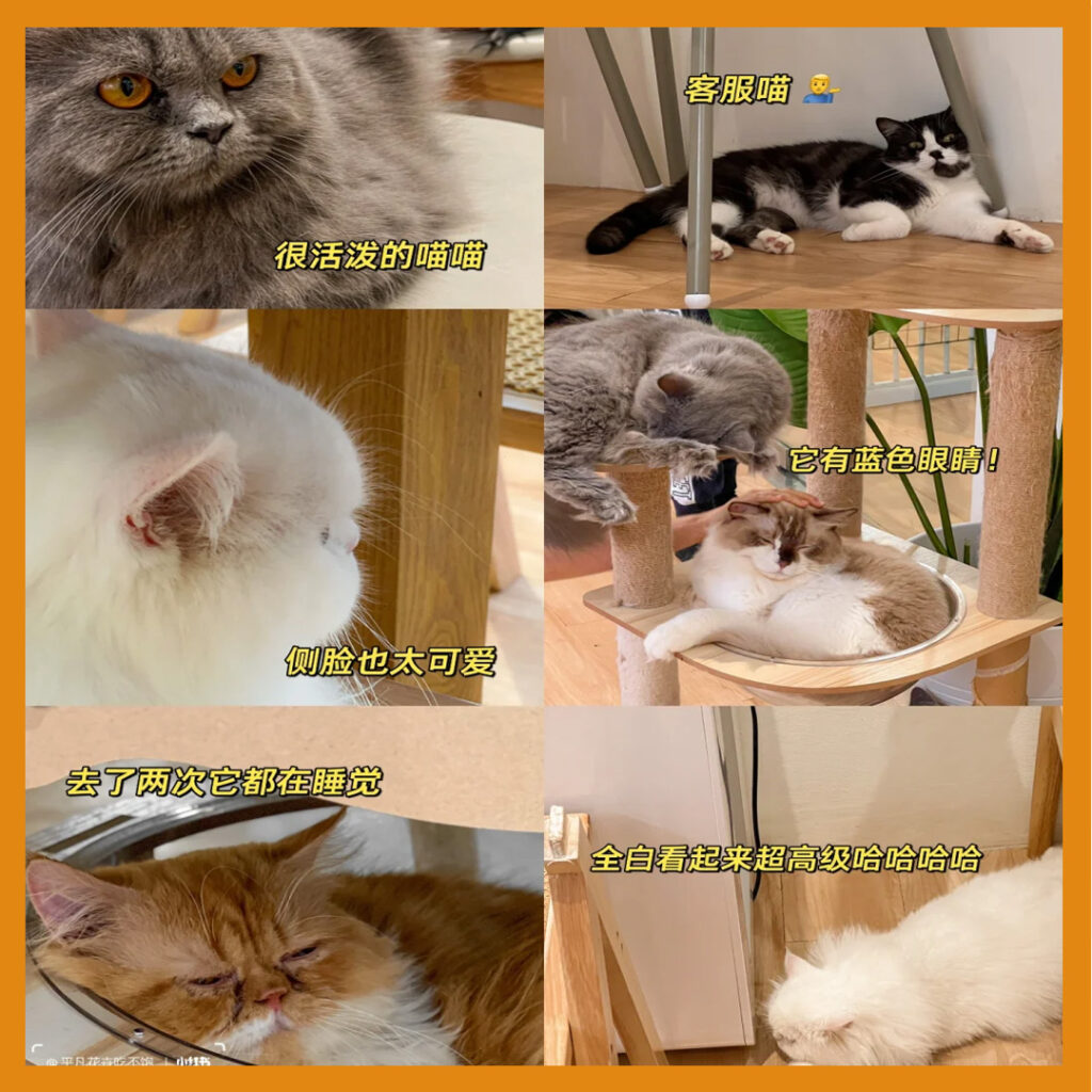 宠物餐厅Bukit Jalil -Little Belly Pet Pet