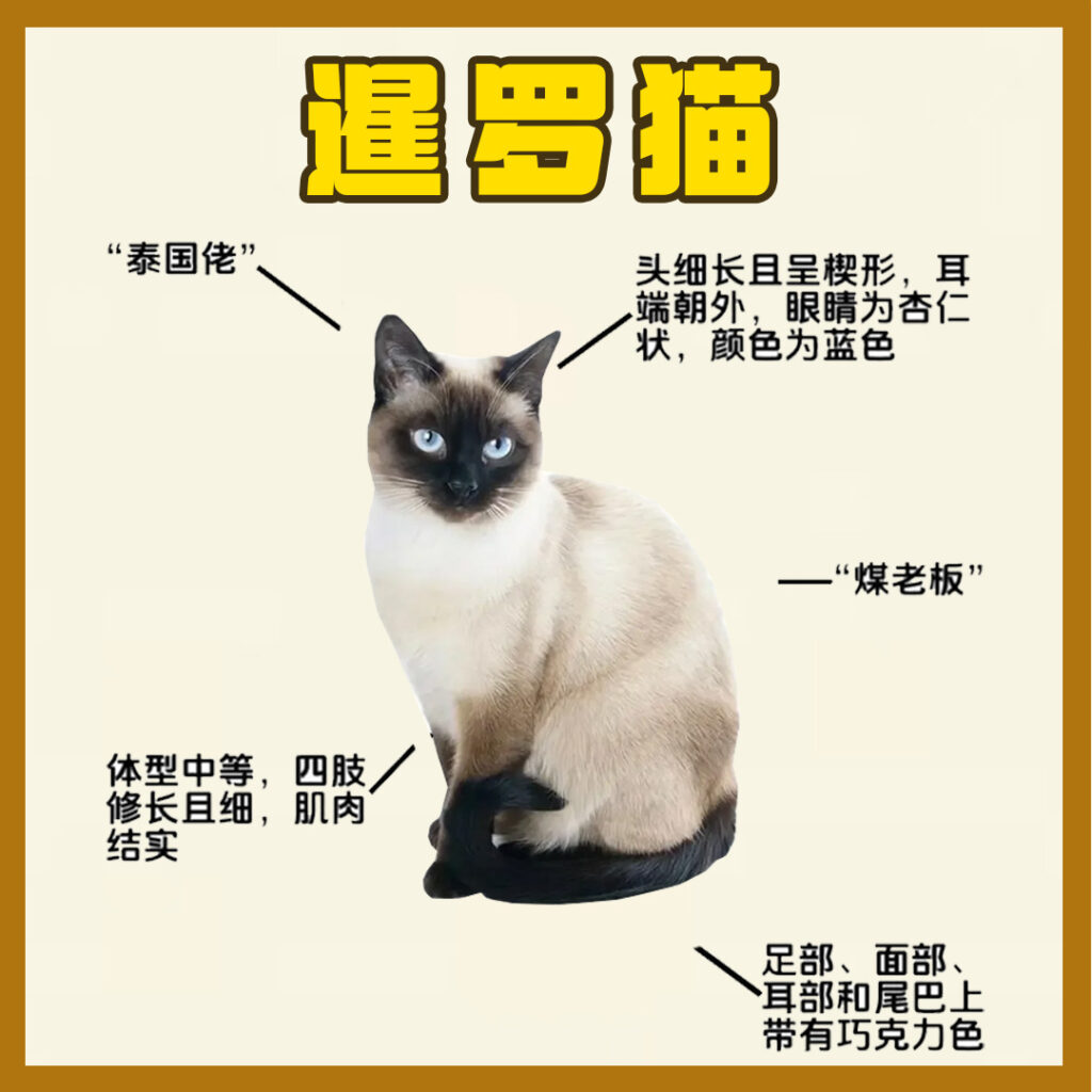 每天认识一只猫