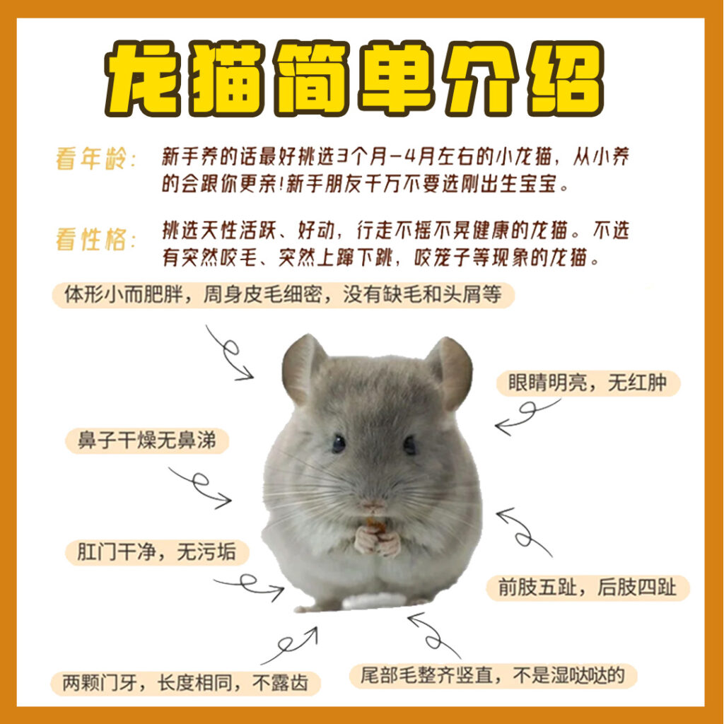 0基础养龙猫全攻略
