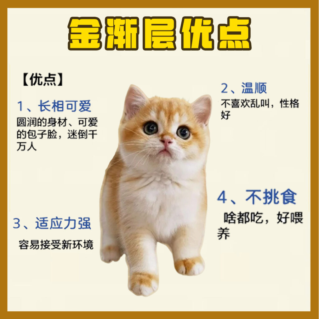 每天认识一只猫-金渐层