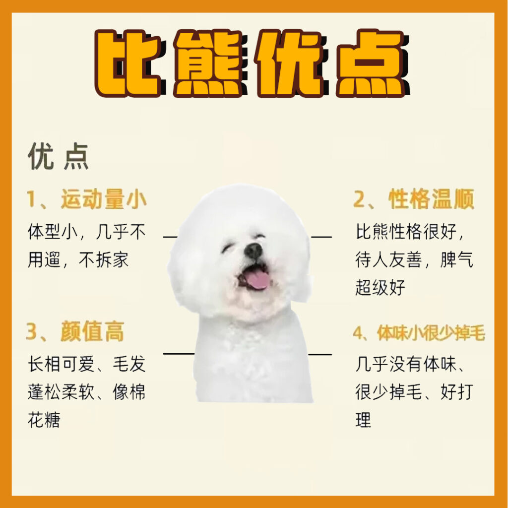 每天认识一只狗-比熊犬