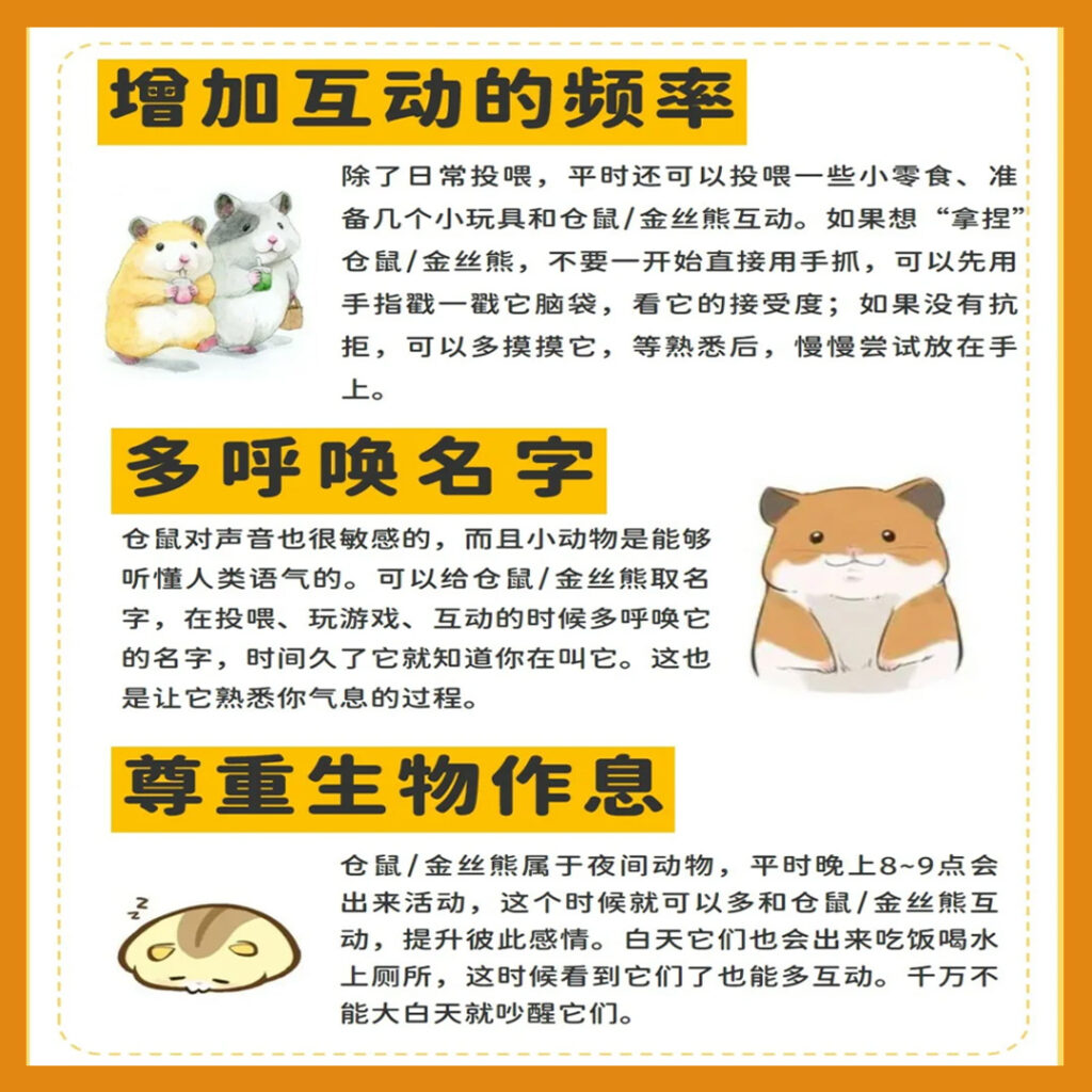 新手养鼠技巧 | 如何让金丝熊更加亲近你？