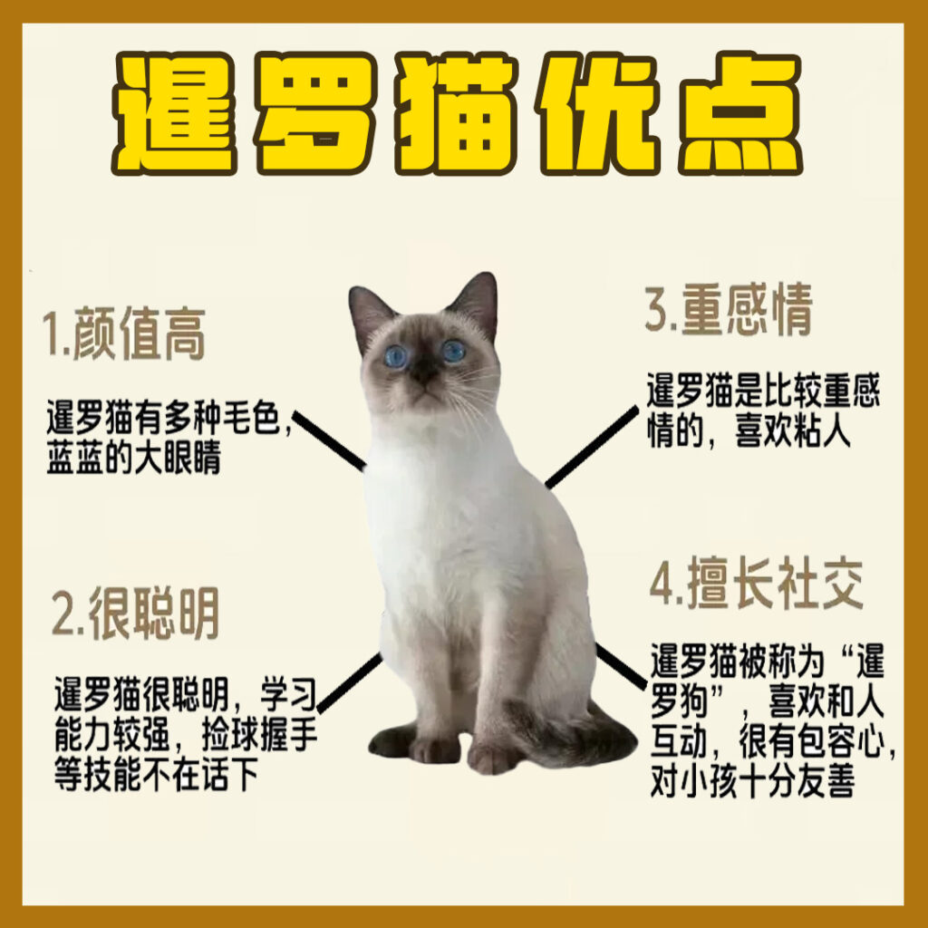 每天认识一只猫