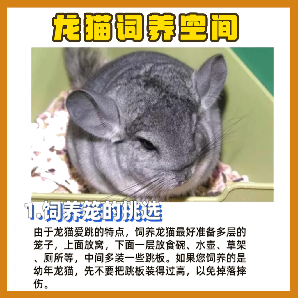 0基础养龙猫全攻略