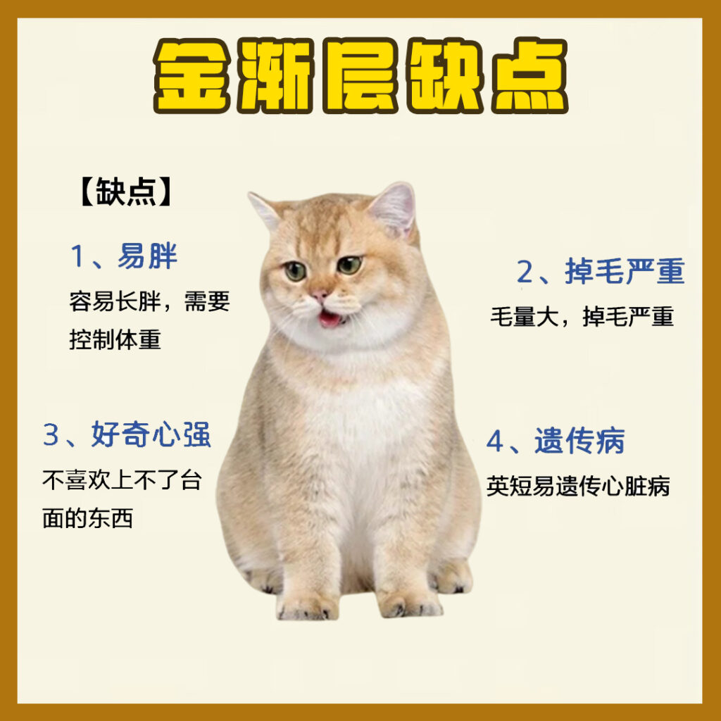 每天认识一只猫-金渐层