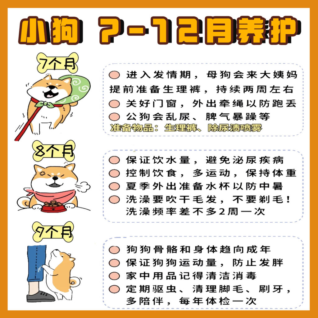 0-12个月 幼犬喂养攻略