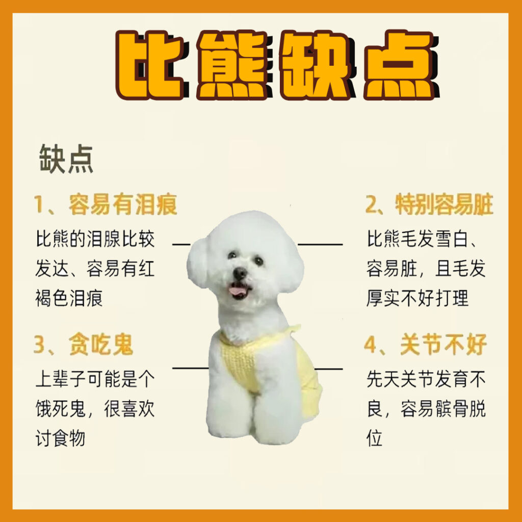 每天认识一只狗-比熊犬