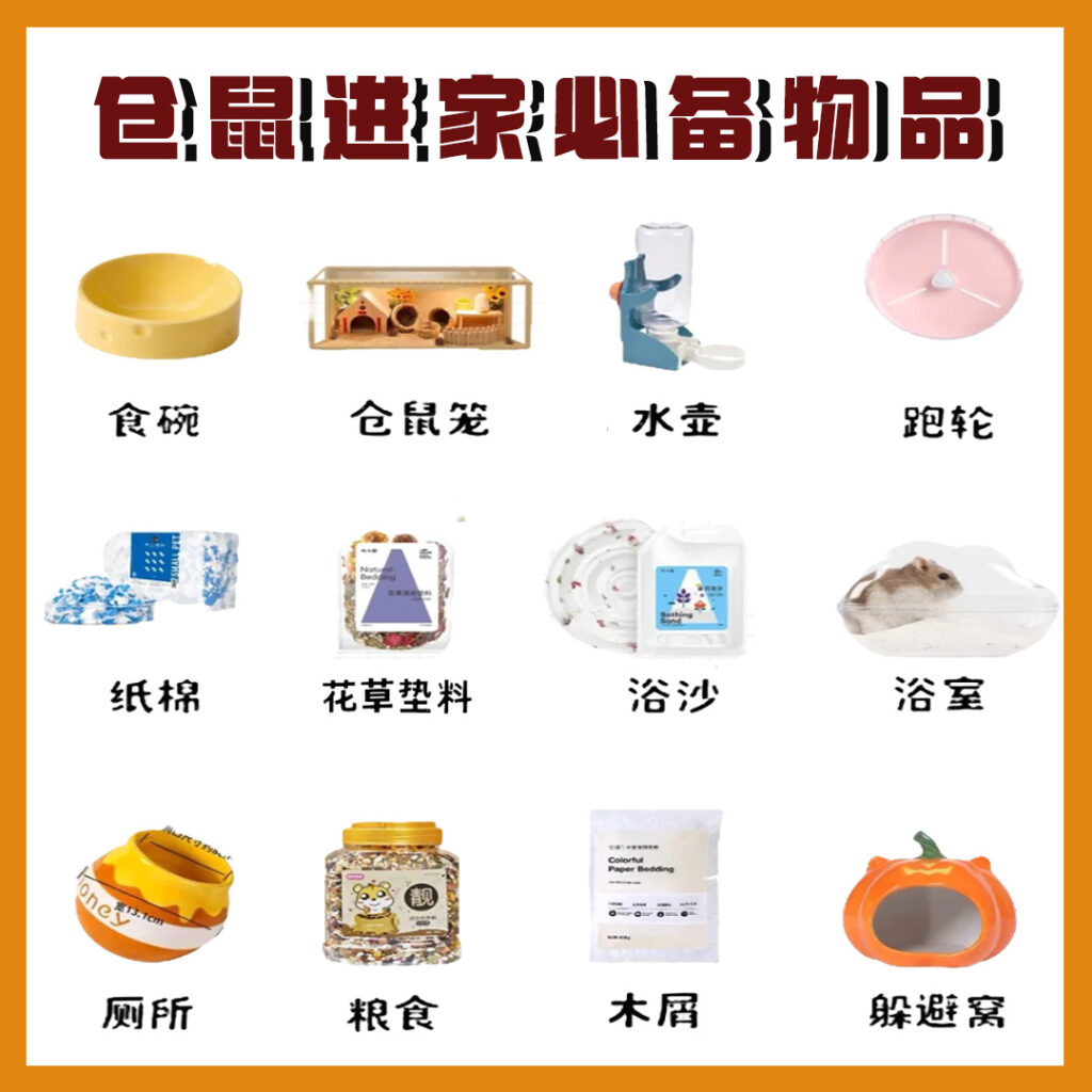 新手养鼠技巧 | 如何让金丝熊更加亲近你？