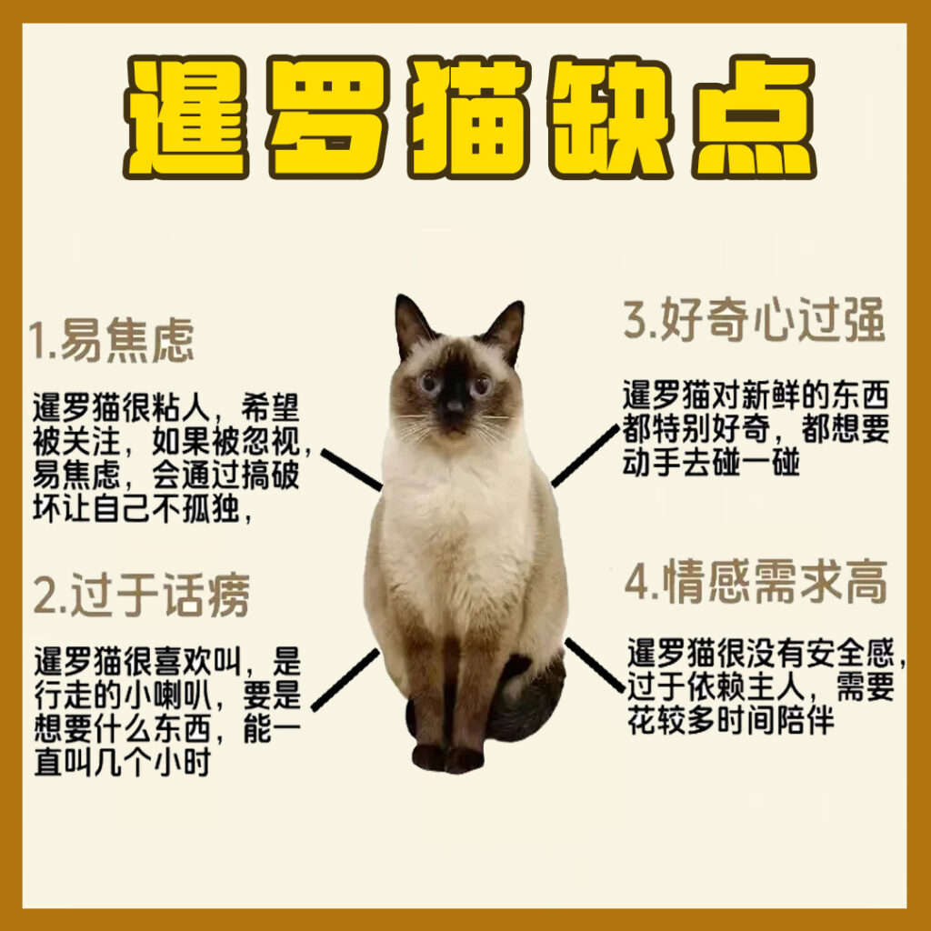 每天认识一只猫