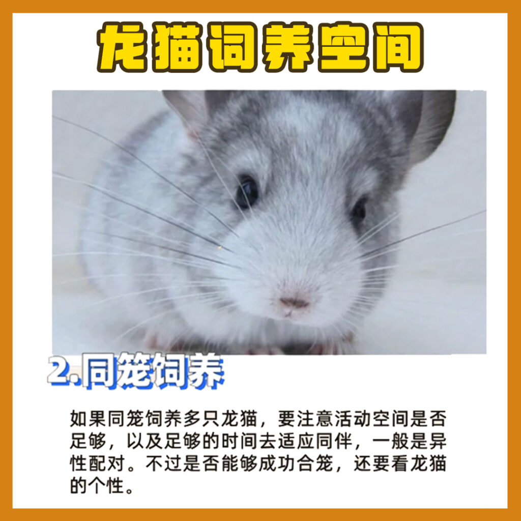 0基础养龙猫全攻略