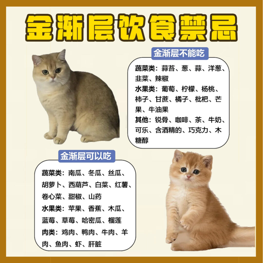每天认识一只猫-金渐层