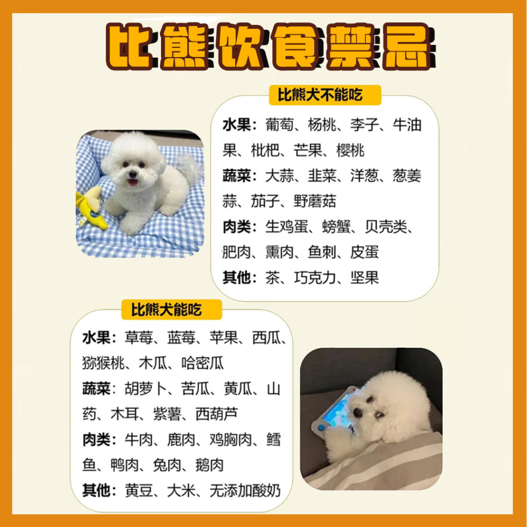每天认识一只狗-比熊犬