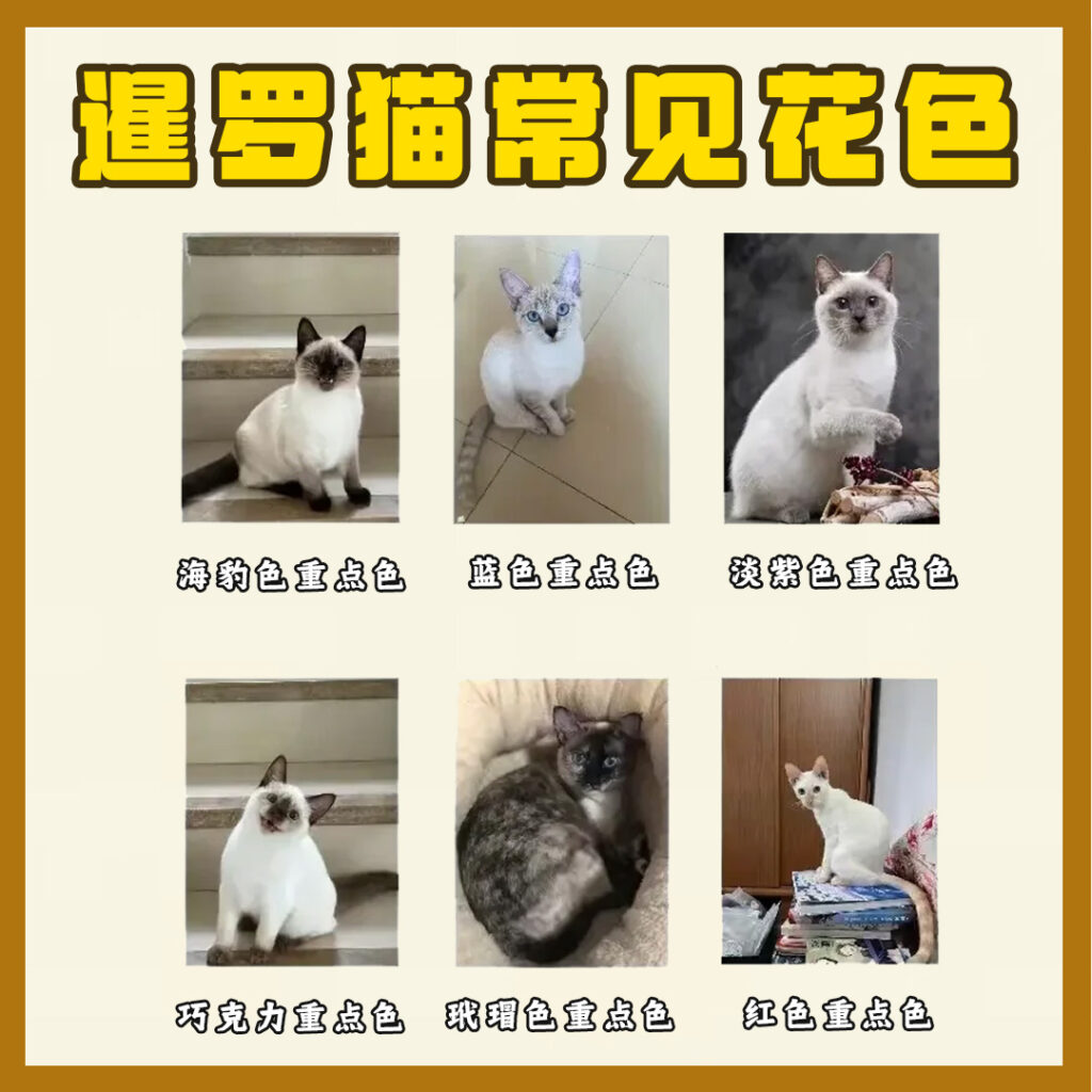 每天认识一只猫
