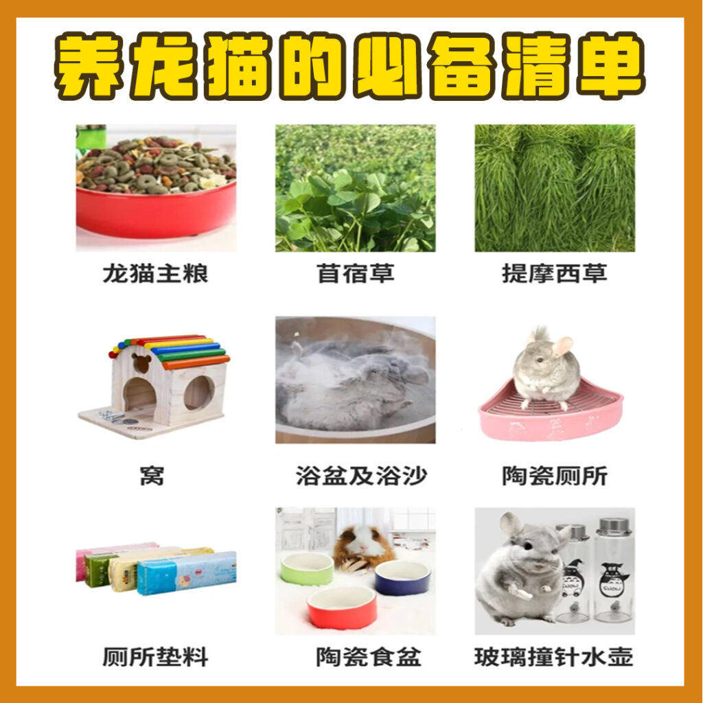 0基础养龙猫全攻略