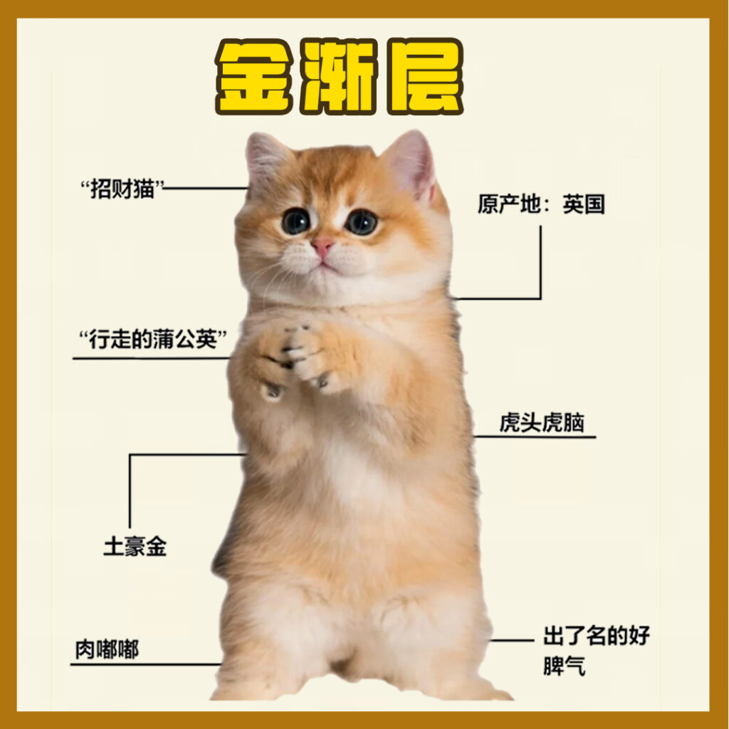每天认识一只猫-金渐层