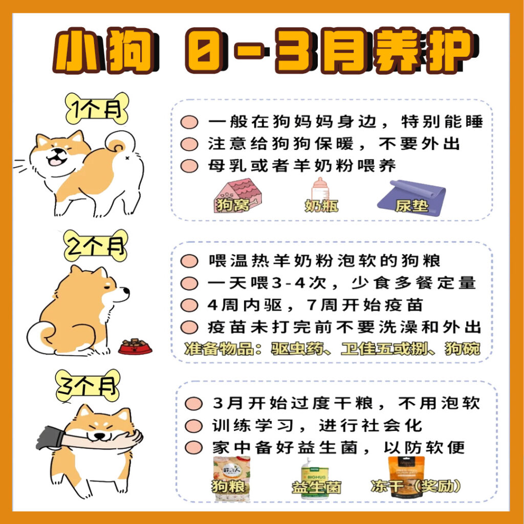0-12个月 幼犬喂养攻略