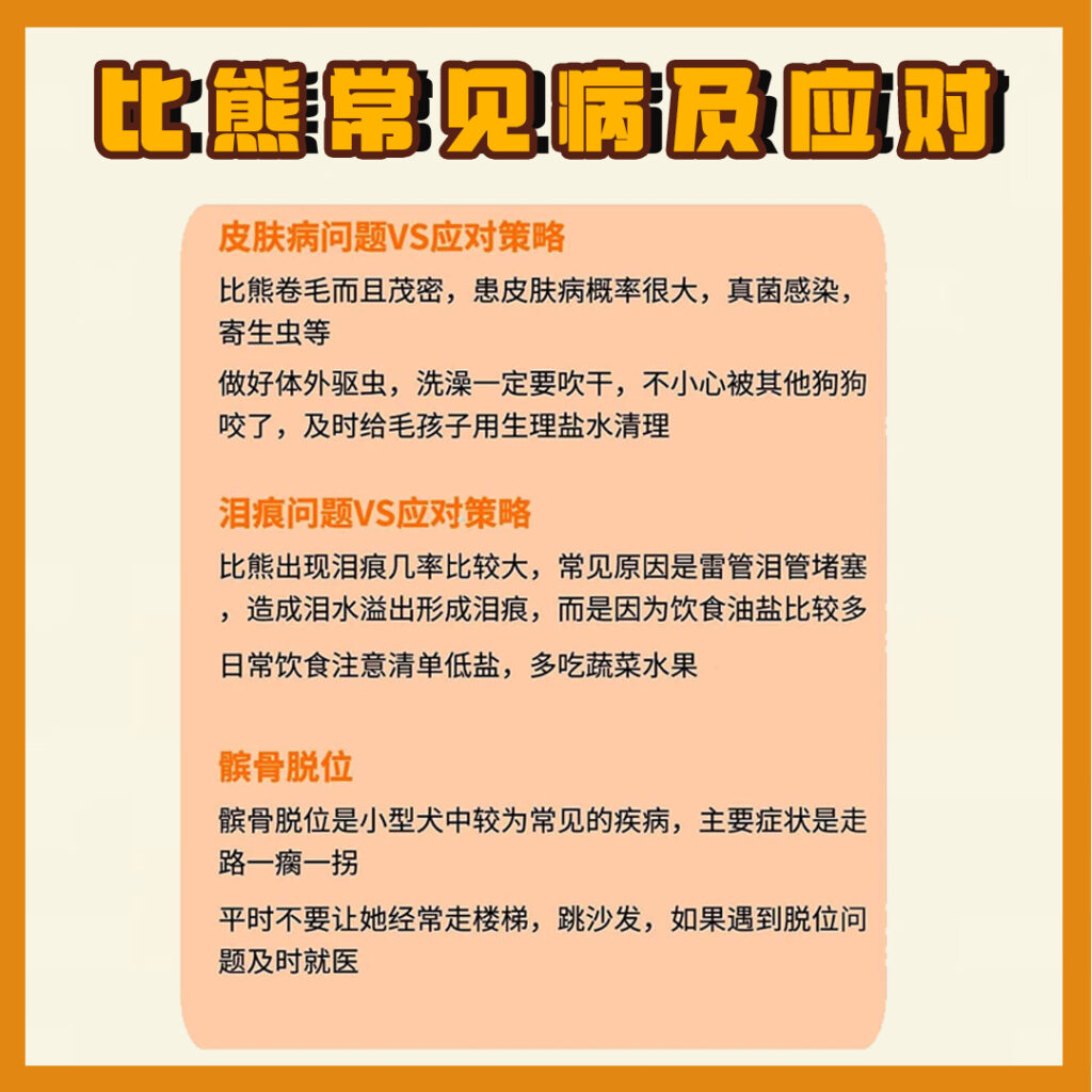 每天认识一只狗-比熊犬