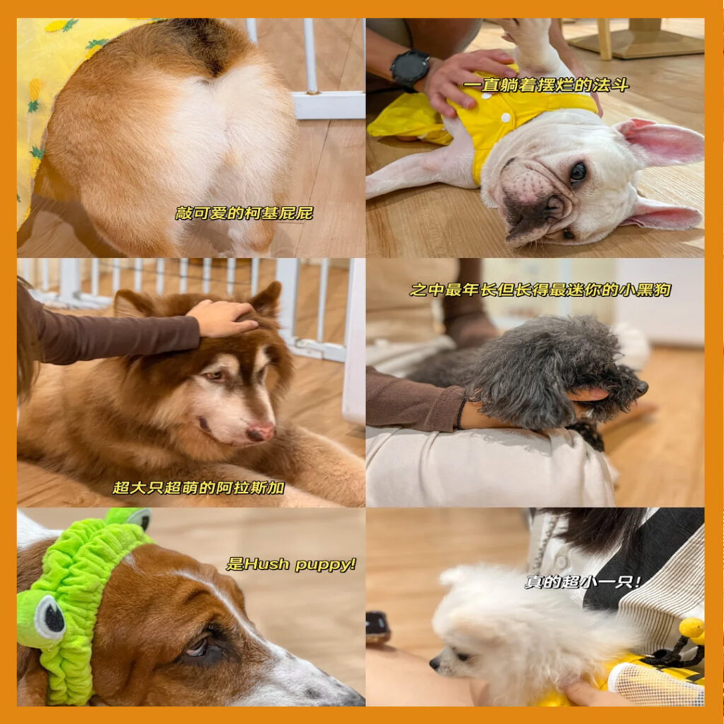 宠物餐厅Bukit Jalil -Little Belly Pet Pet