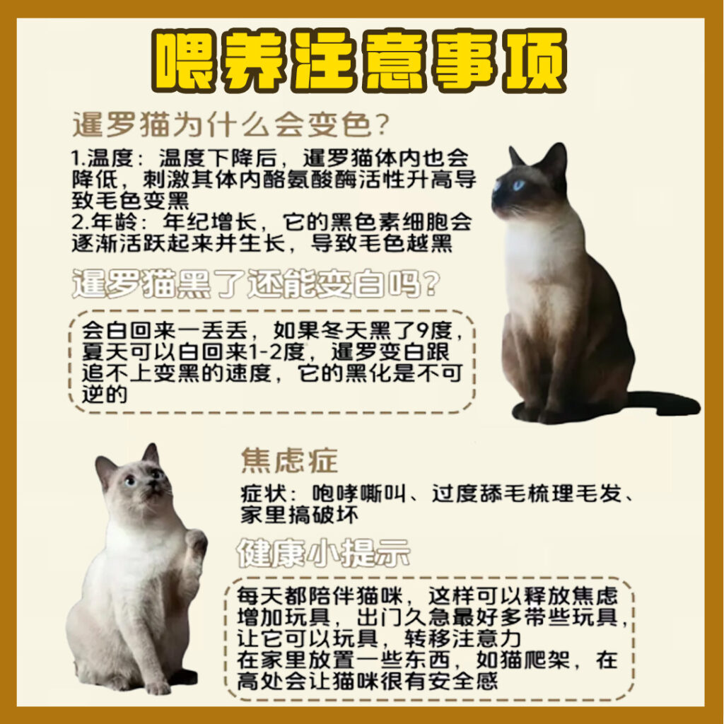 每天认识一只猫
