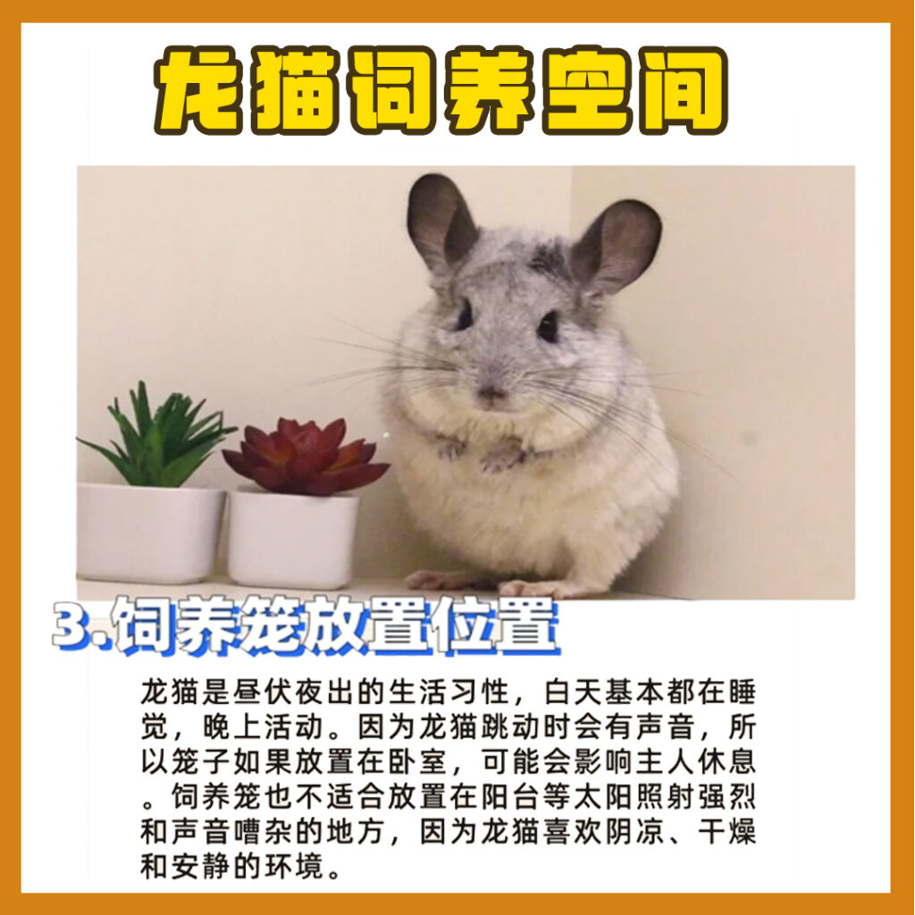 0基础养龙猫全攻略