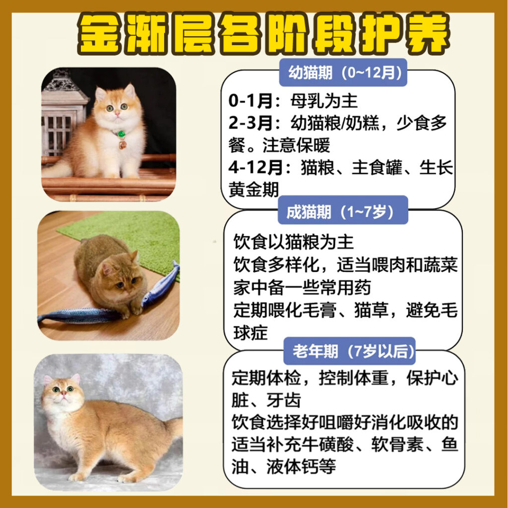 每天认识一只猫-金渐层
