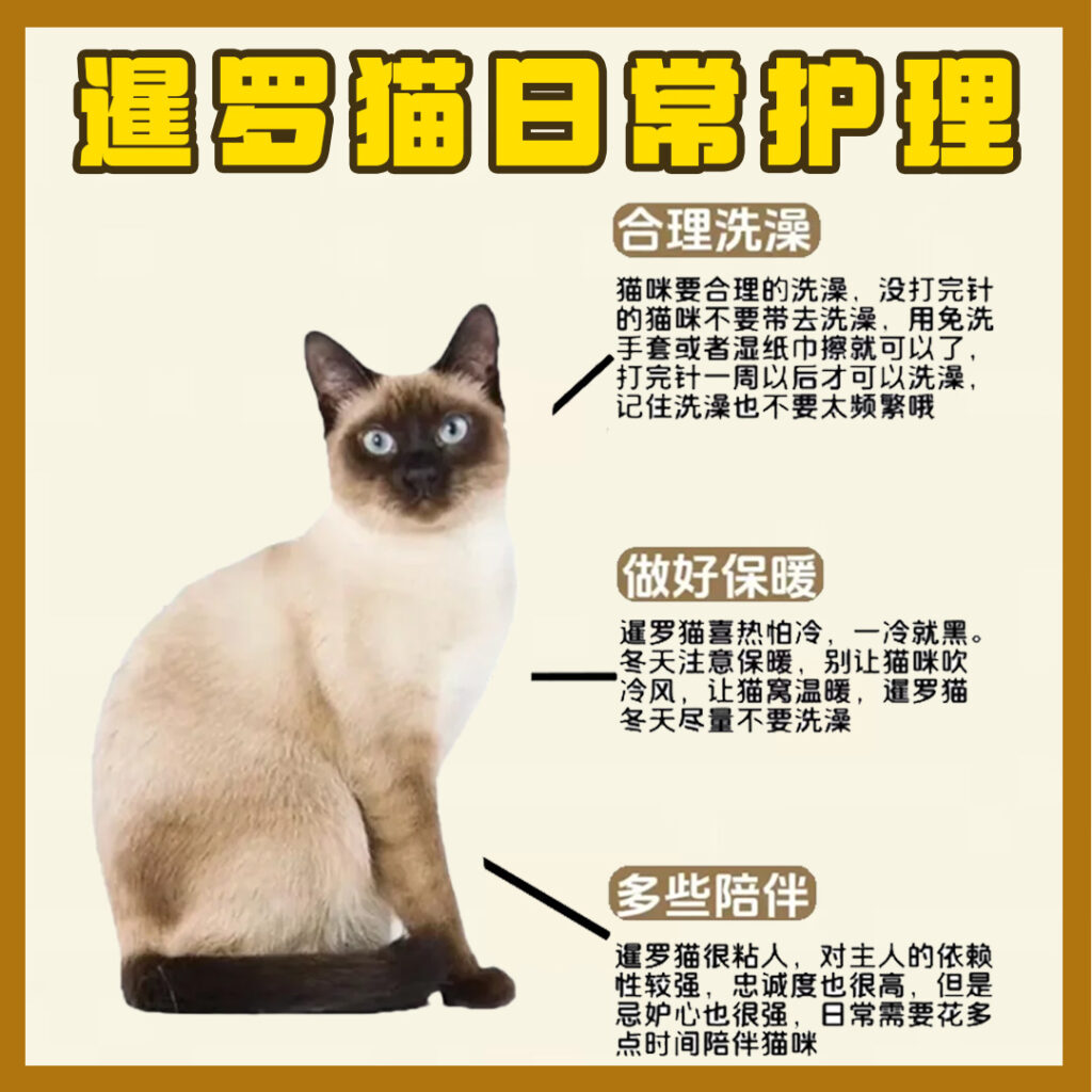 每天认识一只猫