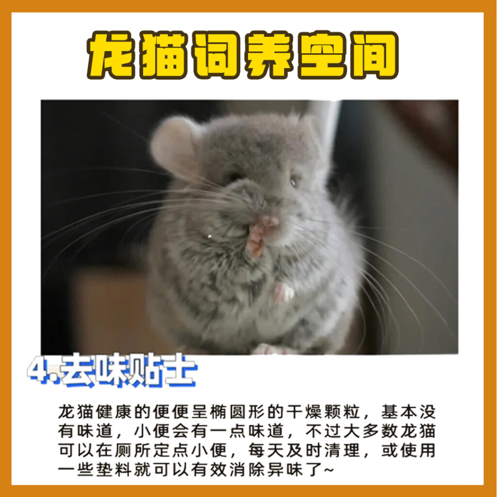 0基础养龙猫全攻略