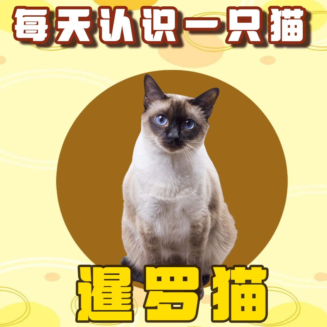 每天认识一只猫