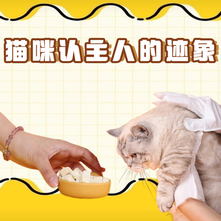 猫咪认主人的迹象