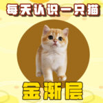 每天认识一只猫-金渐层