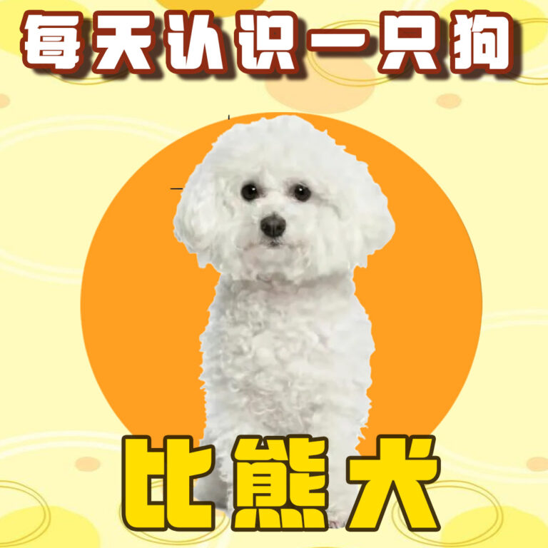 每天认识一只狗-比熊犬