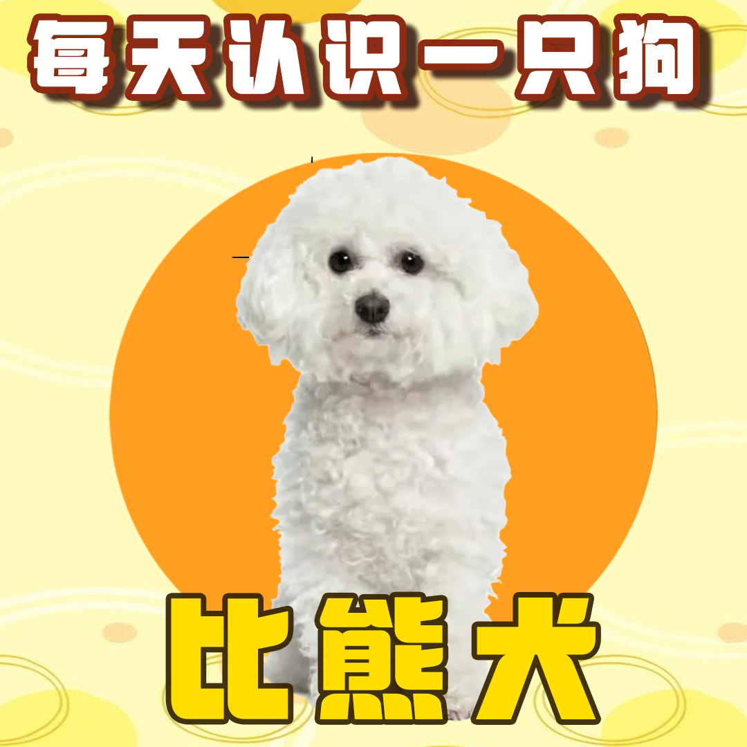 每天认识一只狗-比熊犬