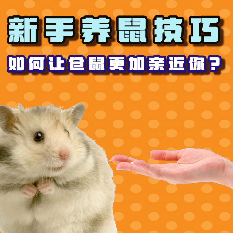 新手养鼠技巧 | 如何让金丝熊更加亲近你？