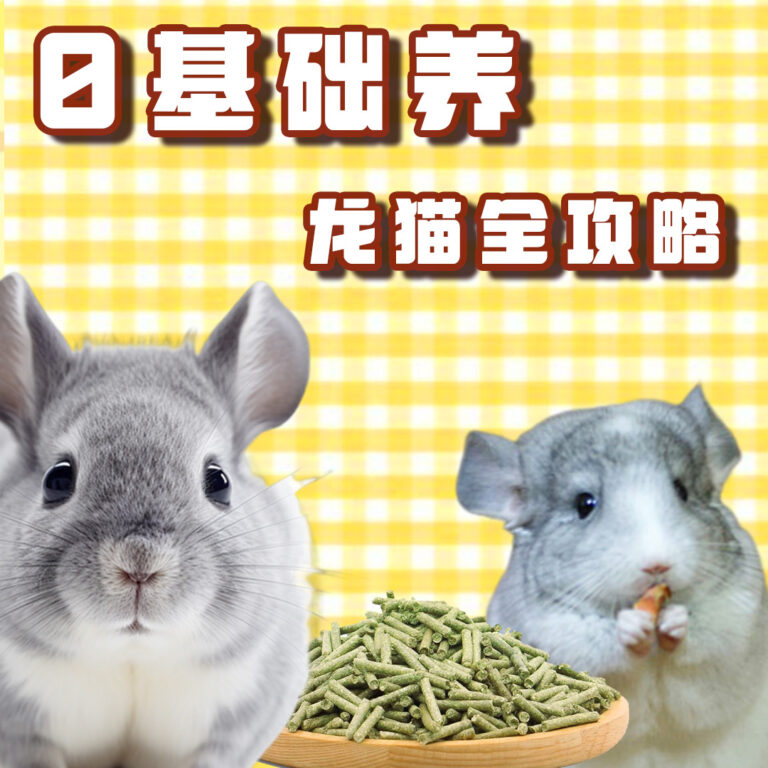 0基础养龙猫全攻略